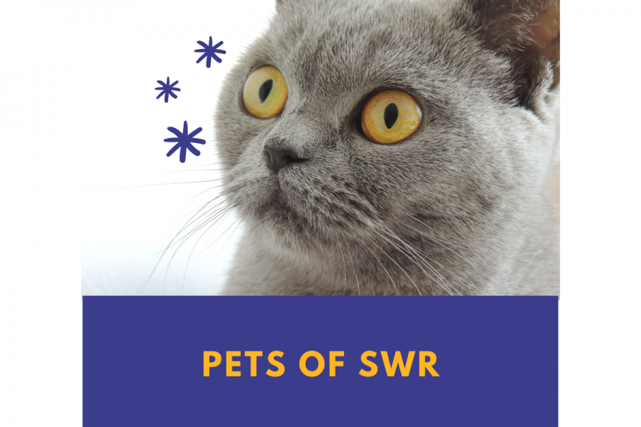 Pets of SWR: Dinger